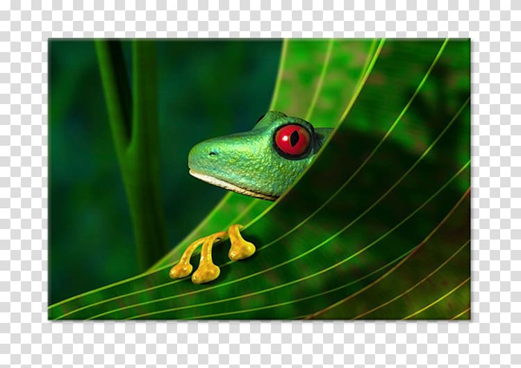 Amazon rainforest Red-eyed tree frog , frog transparent background PNG clipart
