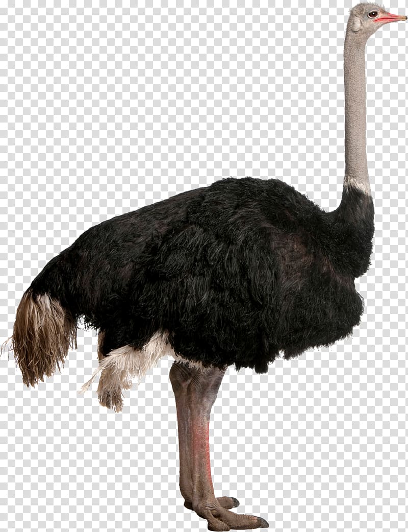 Common ostrich Bird Ratite , Bird transparent background PNG clipart
