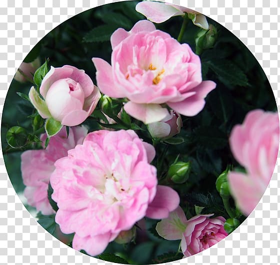 Floribunda Cabbage rose Mother\'s Day Garden roses Memorial rose, mother\'s day transparent background PNG clipart