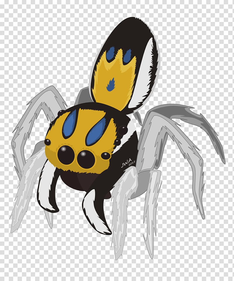 Peacock spider Jumping spider , spider transparent background PNG clipart