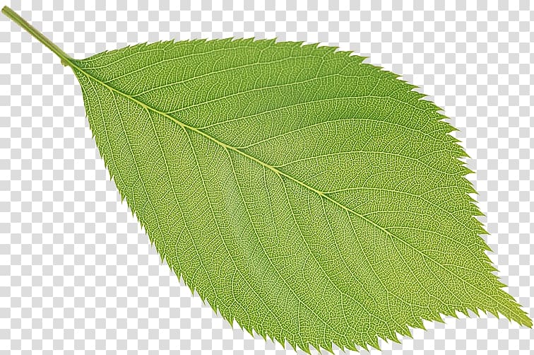 Leaf Tree, Leaf transparent background PNG clipart