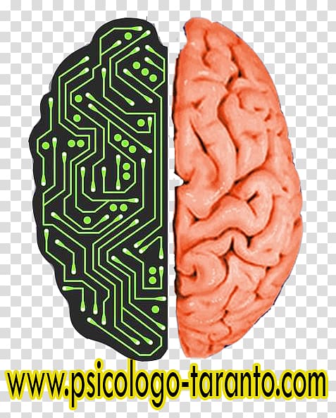Human brain Brain size Human body, brain addiction transparent background PNG clipart