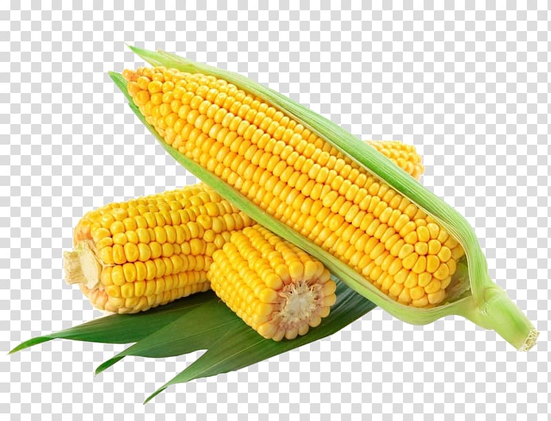 Waxy corn Flint corn Corn on the cob Sweet corn Maize, Corn leaves transparent background PNG clipart