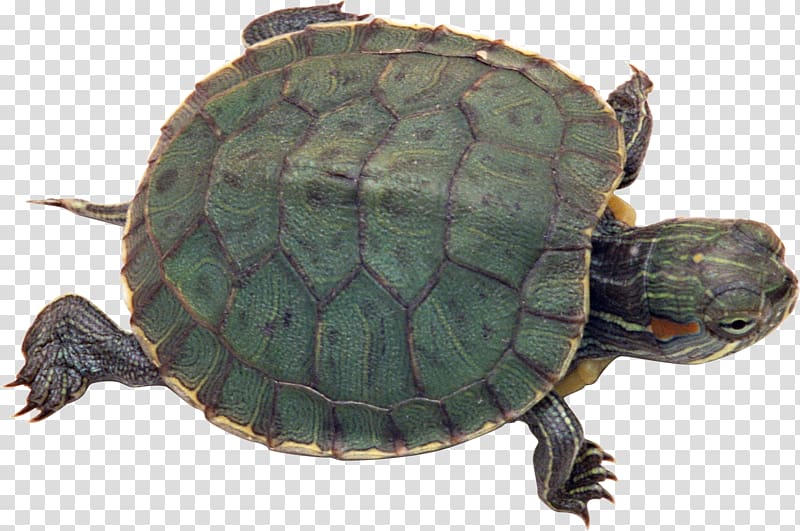 Turtle Pet Tortoise Reptile Red-eared slider, Turtle transparent background PNG clipart