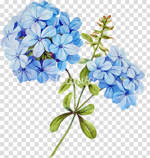 Flower bouquet Blue Jasmine , jasmin flower transparent background PNG clipart
