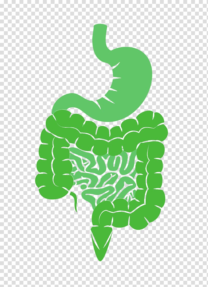 Village Naturopathic Clinic Health Gastrointestinal tract Dietary supplement Large intestine, health transparent background PNG clipart