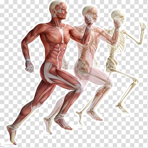 Skeletal muscle Human skeleton Muscular system Human body, Skeleton transparent background PNG clipart