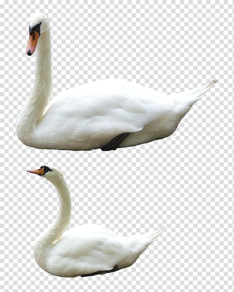 Swan , Swan transparent background PNG clipart