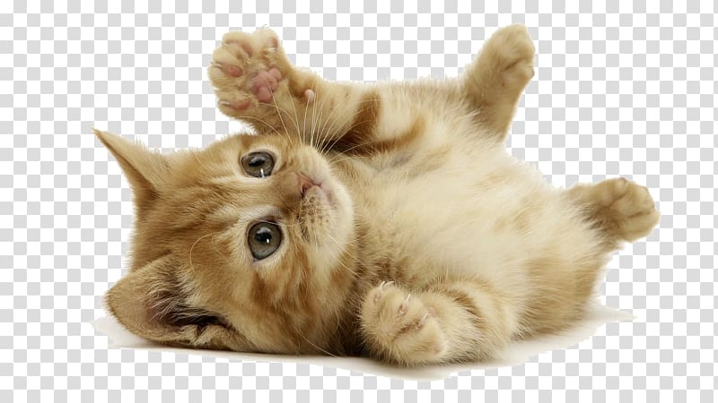 tumbled down beige kitten, Kitten Desktop Siberian cat Dog Cat s, kitten transparent background PNG clipart