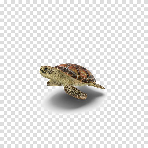 Sea turtle Box turtles Portable Network Graphics Transparency, turtle transparent background PNG clipart