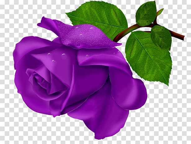Beach rose Flower Purple, purple Rose Bouquet transparent background PNG clipart
