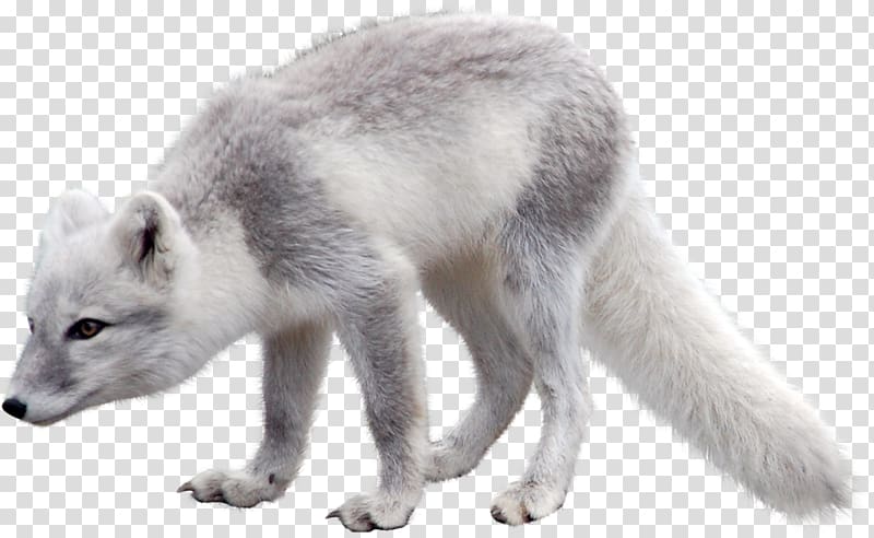 gray and black fox illustration, Arctic fox transparent background PNG clipart