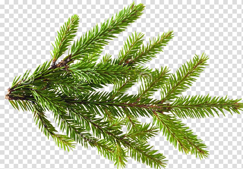 Pinus contorta Branch Conifer cone Tree , pine leaves transparent background PNG clipart