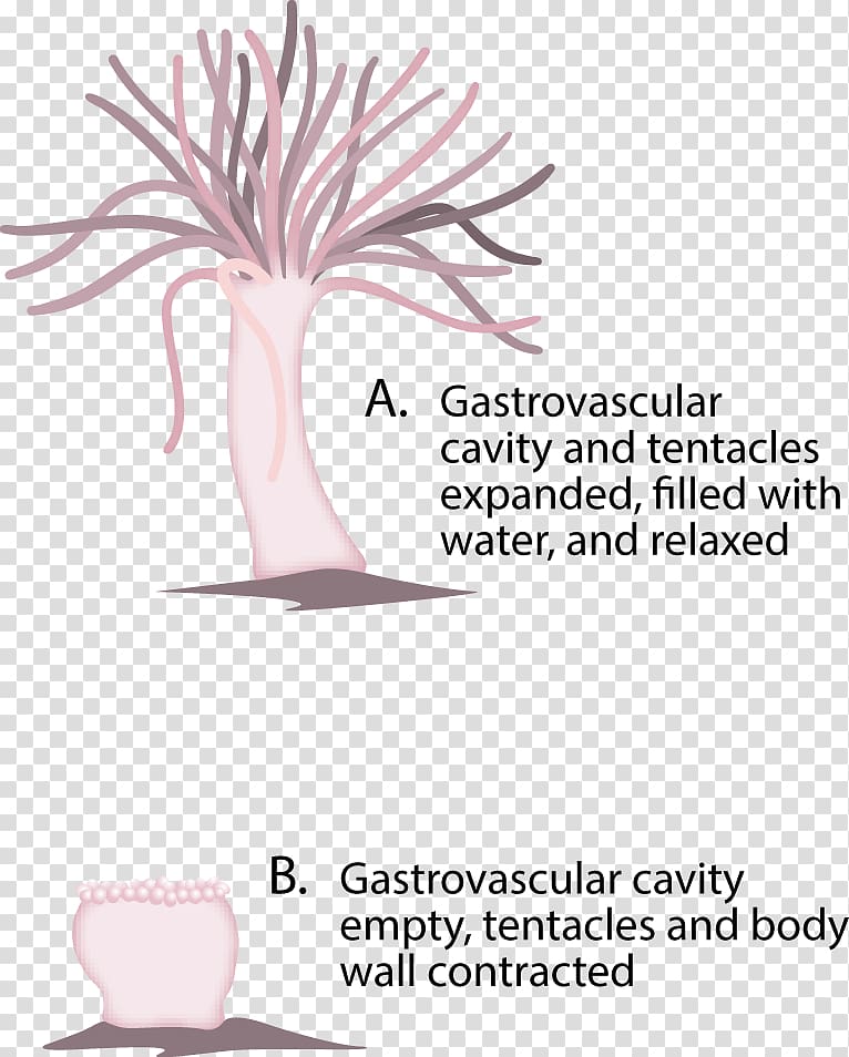 Jellyfish Hydrostatic skeleton Sea anemone Hydra, Skeleton transparent background PNG clipart