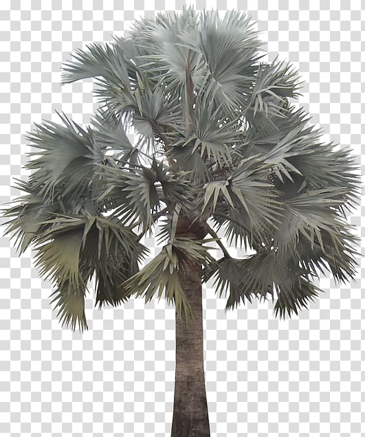Arecaceae Bismarckia Plant Tree Date palm, date palm transparent background PNG clipart