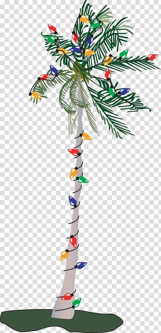 Adonidia Christmas tree , Christmas Trees Free transparent background PNG clipart