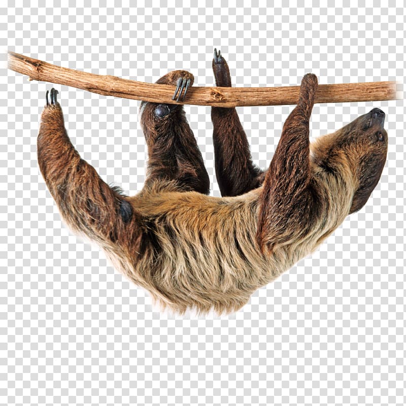 brown animal, Sloth , Sloth transparent background PNG clipart