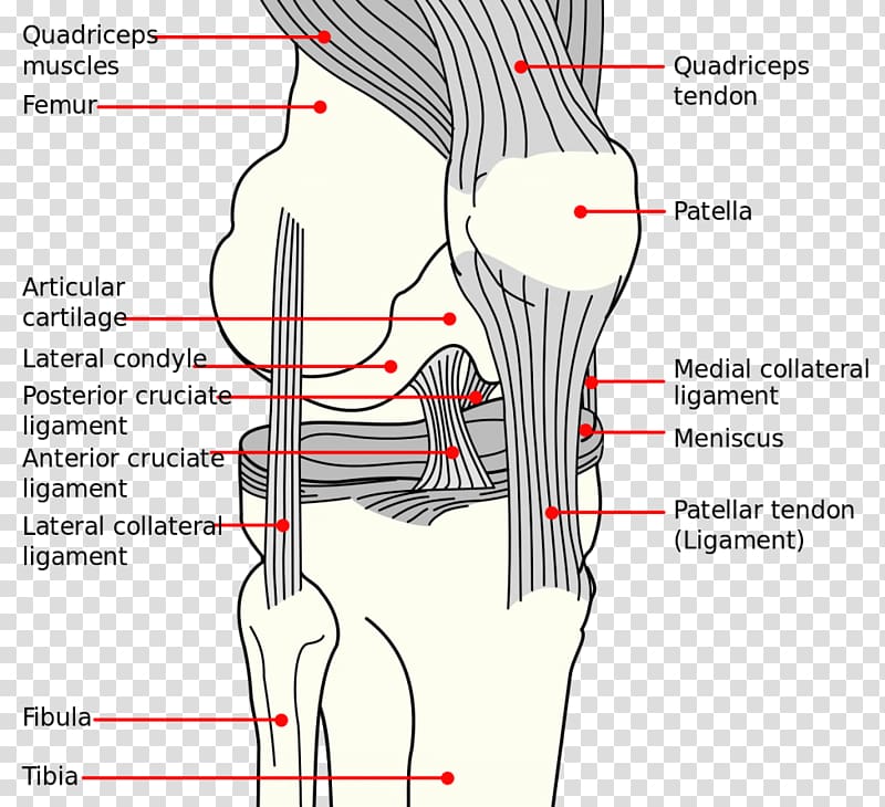 Knee Anterior cruciate ligament Medial collateral ligament Anatomy Diagram, others transparent background PNG clipart