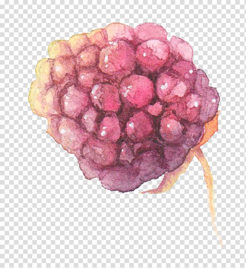 Watercolor painting Grape, Hand-painted watercolor grapes transparent background PNG clipart