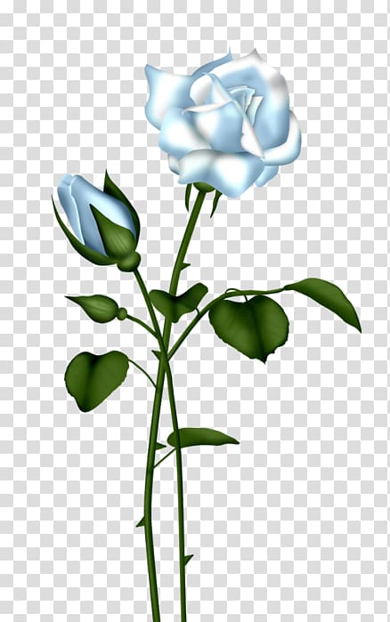 Blue rose , Blue Rose transparent background PNG clipart