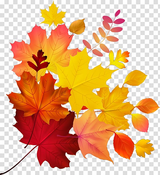 Autumn leaf color Maple leaf , Maple Leaf, maple leaves transparent background PNG clipart