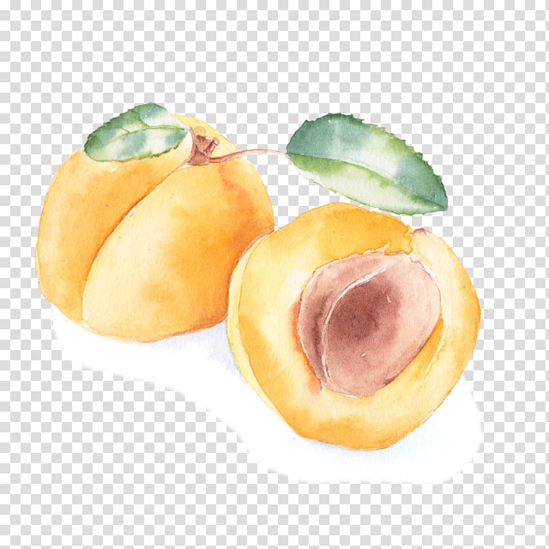 Peach Apricot Watercolor painting, peach transparent background PNG clipart