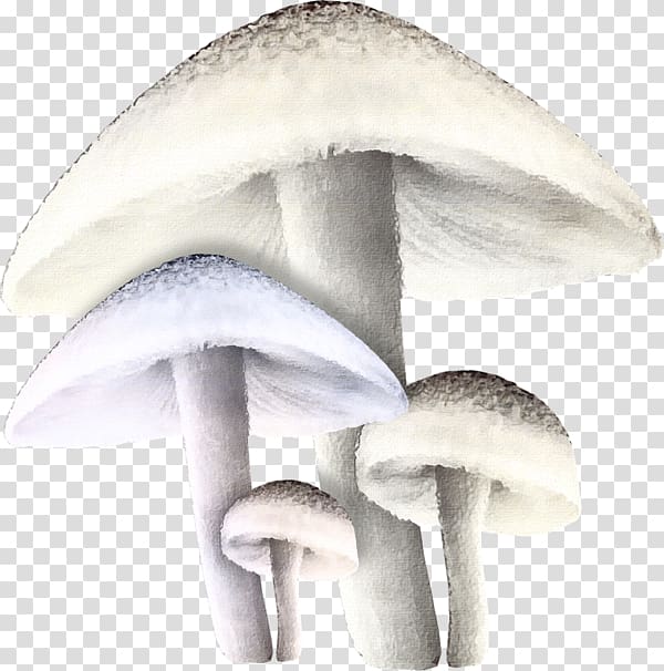 Agaricaceae, Macrolepiota Excoriata transparent background PNG clipart