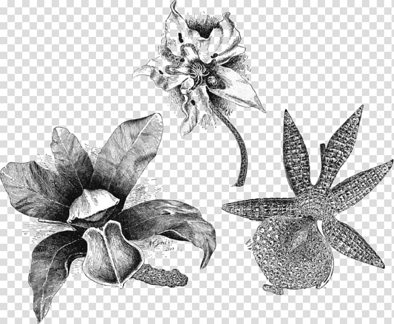 Angraecum eburneum Cattleya bicolor Flower Odontoglossum Drawing, brooch transparent background PNG clipart