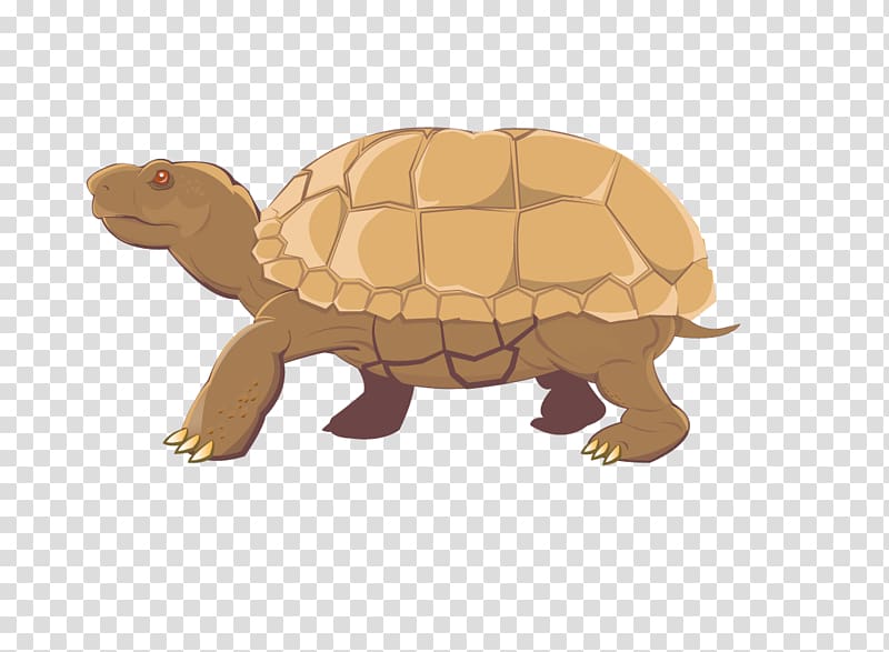 Turtle Tortoise Reptile Art blog, tortoide transparent background PNG clipart