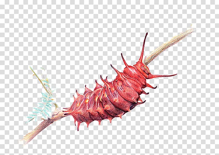 Swallowtail butterfly Battus philenor Insect Caterpillar, Red insect transparent background PNG clipart