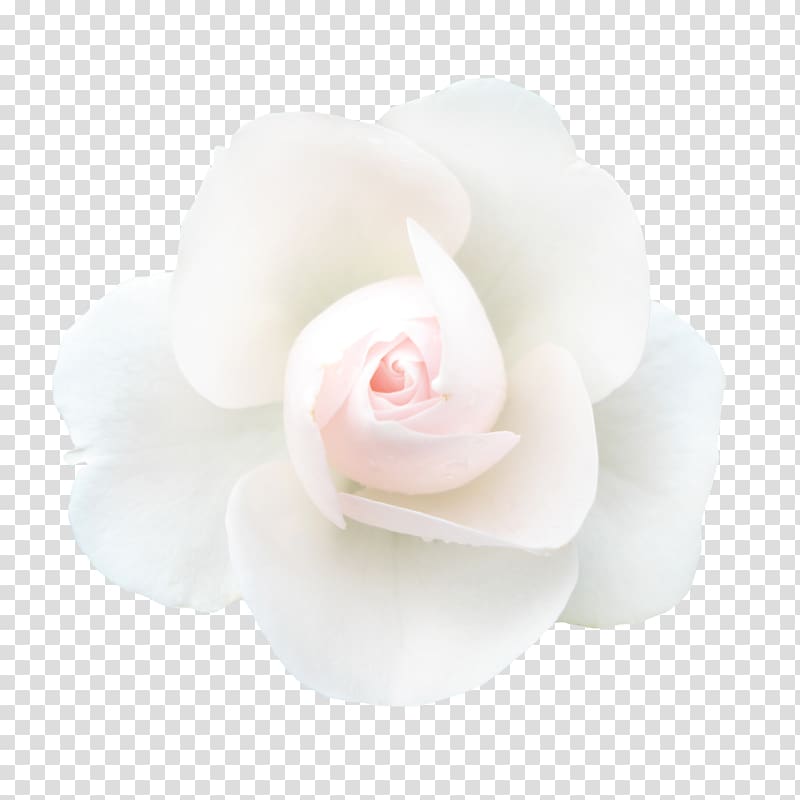 Garden roses White Petal, Creative abstract flowers hand-painted flowers creative transparent background PNG clipart