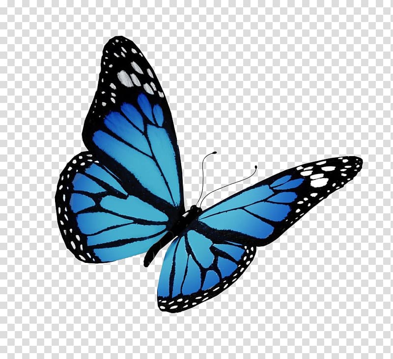 Free Download Blue Black And White Butterfly Monarch