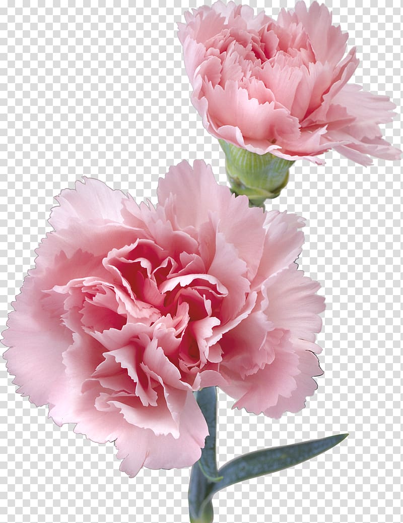 Flower Pink Kryddernellike Color, CARNATION transparent background PNG clipart