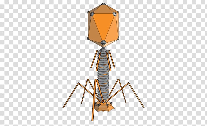 Bacteriophage Virus Bacteria Lambda phage Phage therapy, bacteriofag transparent background PNG clipart
