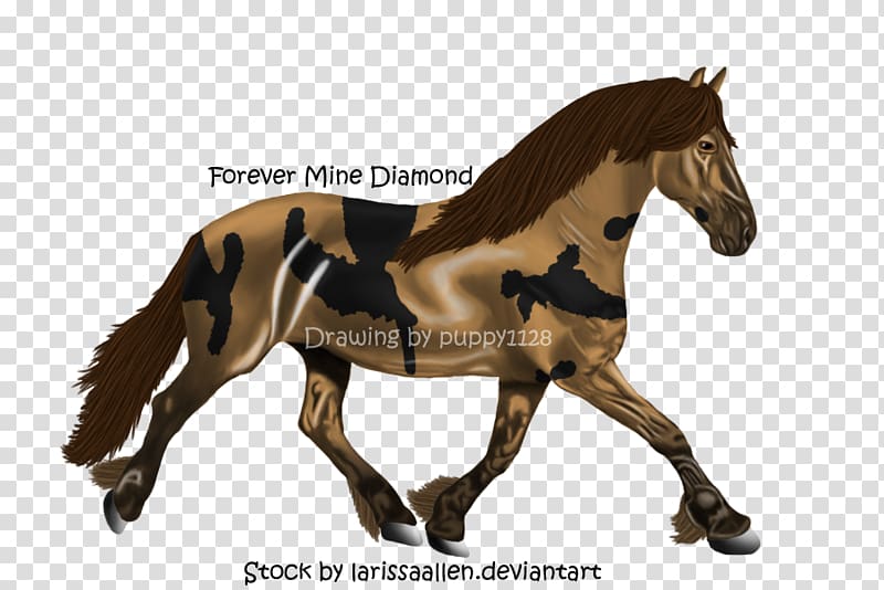 Mustang Foal Stallion Mare Colt, Howrse transparent background PNG clipart