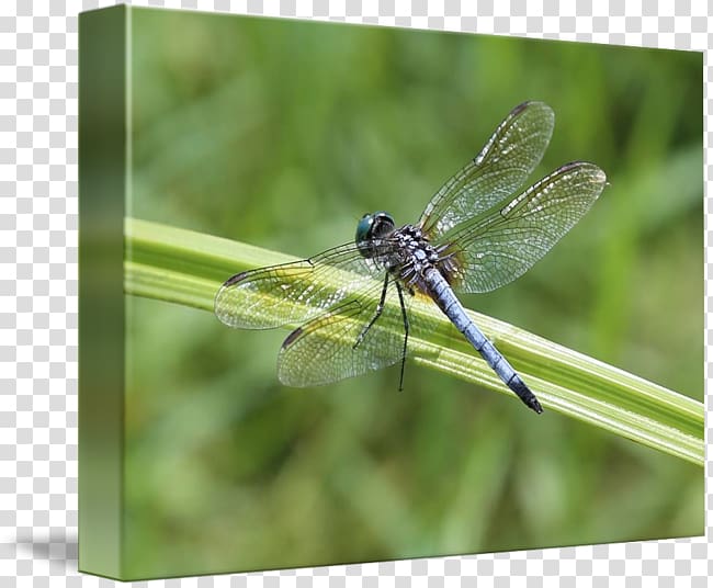 Canvas print Dragonfly Printmaking Printing Art, dragon fly transparent background PNG clipart