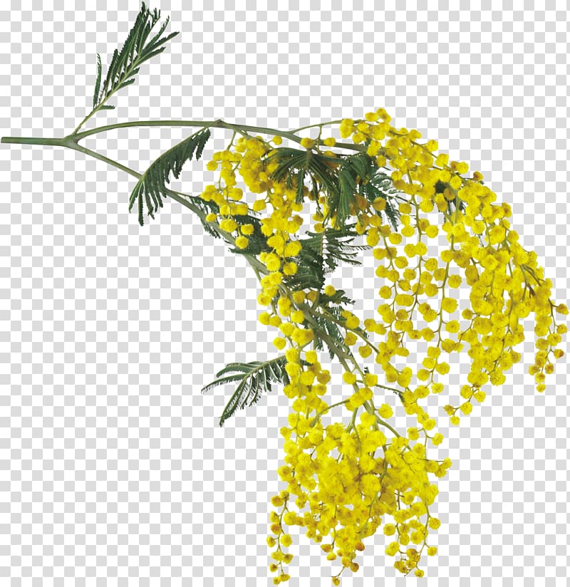 Acacia dealbata Flower Daffodil, skunk transparent background PNG clipart