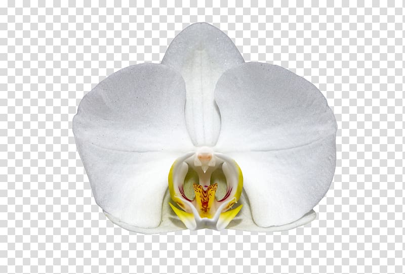 Orchids Flower Orchidea White Moth orchid, flower transparent background PNG clipart