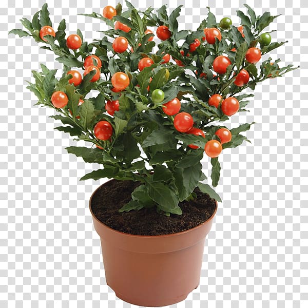 Ornamental plant Solanum pseudocapsicum Nightshade Blossom, plant transparent background PNG clipart