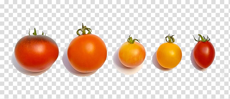 Cherry tomato Organic food Vegetable Nightshade Sweetness, A variety of tomato transparent background PNG clipart
