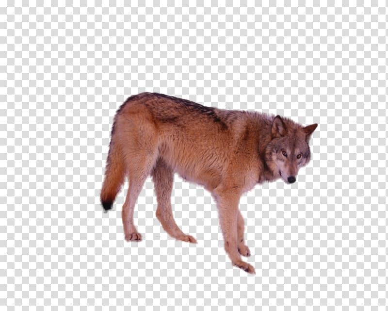Dog breed Irish Wolfhound Coyote Dhole, tube transparent background PNG clipart