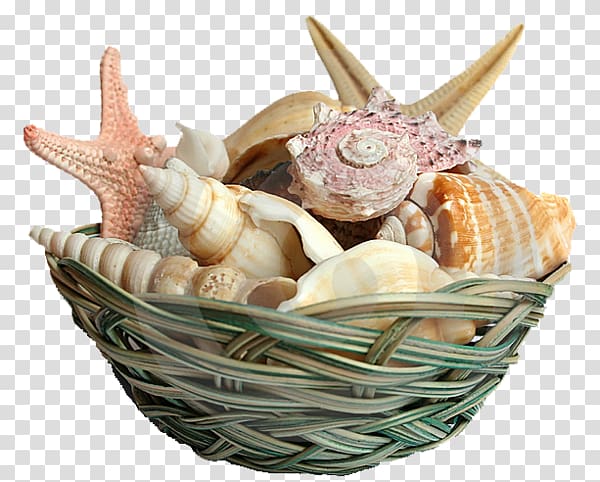 Seashell Shell beach Mollusc shell, seashell transparent background PNG clipart