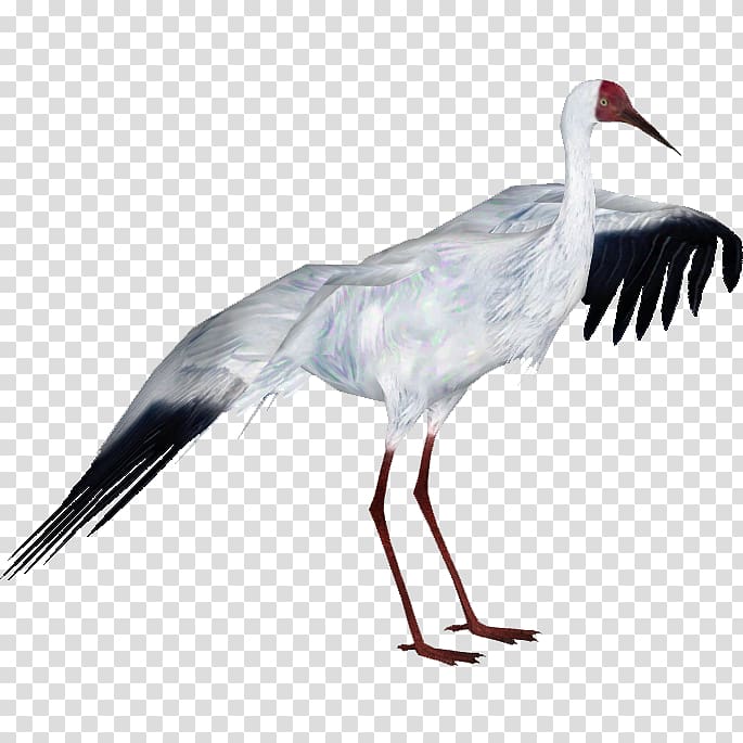 Zoo Tycoon 2: African Adventure Crane Bird White stork, crane transparent background PNG clipart