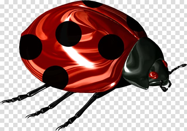 Ladybird beetle Scarabs , beetle transparent background PNG clipart
