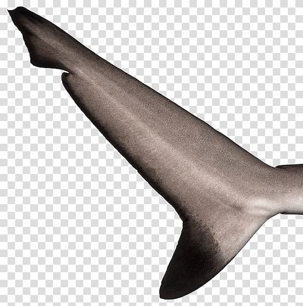 Shark fin soup Sea lion Tail Fish Thresher shark, sharks transparent background PNG clipart