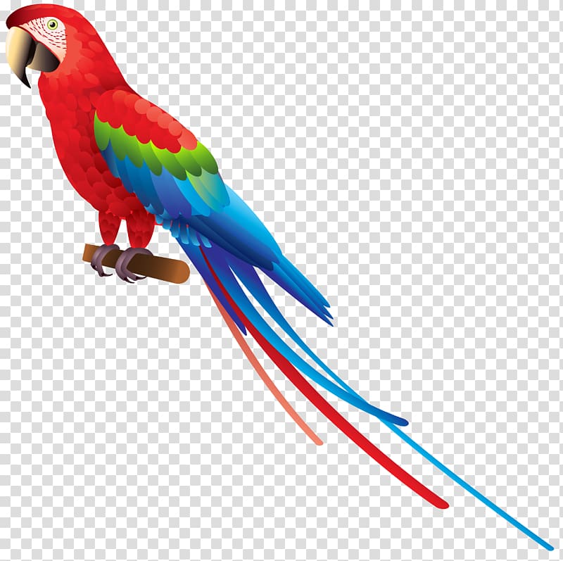 red macaw illustration, Bird True parrot Amazon parrot , Parrot transparent background PNG clipart