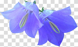 Bluebell Flower PNG Transparent Images Free Download