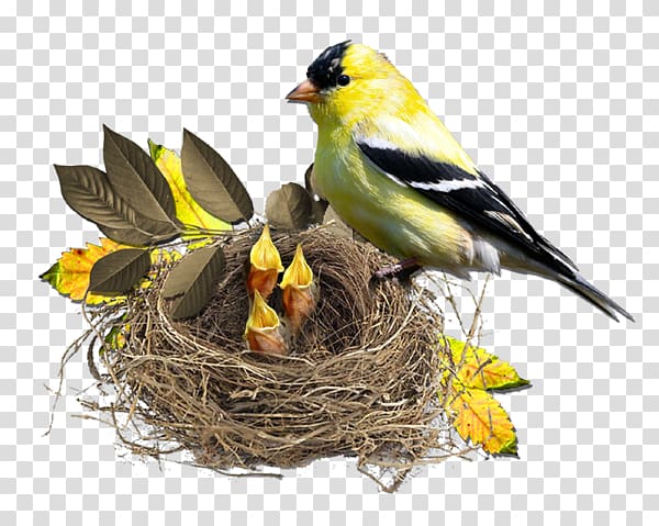 yellow and black bird on nest with chicks illustration, Bird nest Finch Monotropa hypopitys, Sign yellow bird leaves the nest transparent background PNG clipart