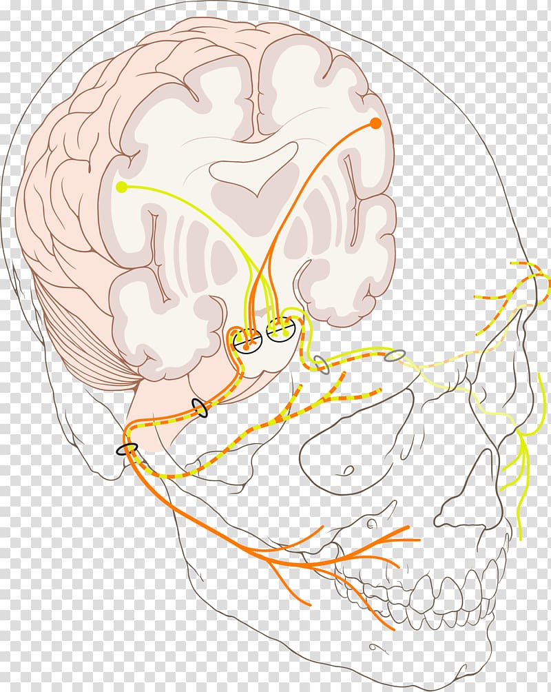 Facial nerve paralysis Bell\'s palsy Cranial nerves, nerve transparent background PNG clipart