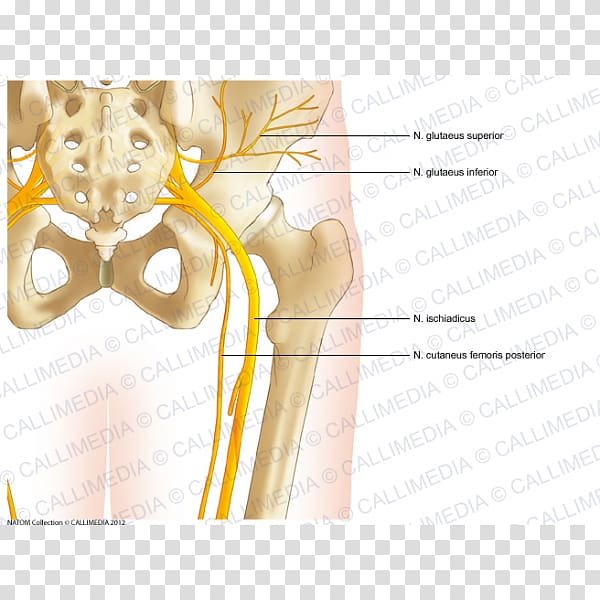 Bone Hip Pelvis Human anatomy, others transparent background PNG clipart